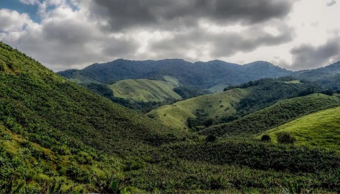 Operação contra o desmatamento da Mata Atlântica começa em 17 estados